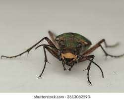 Attēlu rezultāti vaicājumam “Cicindela campestris”