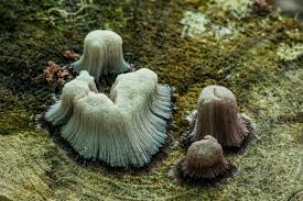 Attēlu rezultāti vaicājumam “Stemonitidaceae”