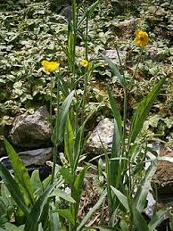 Attēlu rezultāti vaicājumam “Ranunculus lingua leaf”