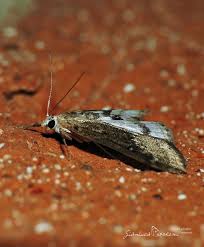 Attēlu rezultāti vaicājumam “Parapoynx stratiotata male”