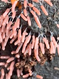 Attēlu rezultāti vaicājumam “Stemonitopsis subcaespitosa”