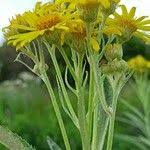 Attēlu rezultāti vaicājumam “Jacobaea paludosa flower”