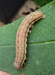 Attēlu rezultāti vaicājumam “Lacanobia oleracea”