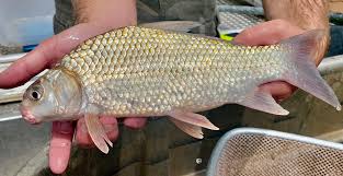 Image result for Carpiodes carpio