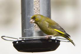 Attēlu rezultāti vaicājumam “Chloris chloris male”