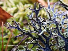 Attēlu rezultāti vaicājumam “Pseudevernia furfuracea”