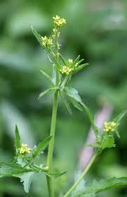 Attēlu rezultāti vaicājumam “Sisymbrium volgense flower”