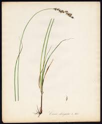 Attēlu rezultāti vaicājumam “Carex elongata”