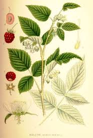 Attēlu rezultāti vaicājumam “Rubus idaeus fruit”