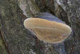 Attēlu rezultāti vaicājumam “Phellinus alni”