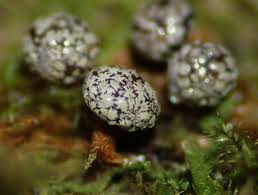 Attēlu rezultāti vaicājumam “Diderma tigrinum macro”