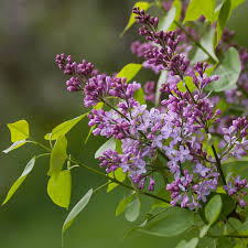 Image result for flieder