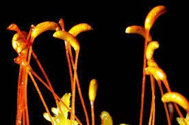 Attēlu rezultāti vaicājumam “Helodium blandowii”