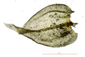 Attēlu rezultāti vaicājumam “Abietinella abietina”