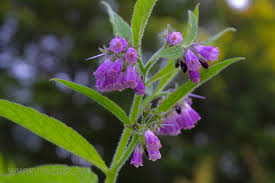 Attēlu rezultāti vaicājumam “Symphytum officinale”