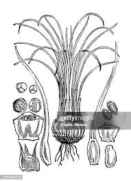 Attēlu rezultāti vaicājumam “Isoetes lacustris”