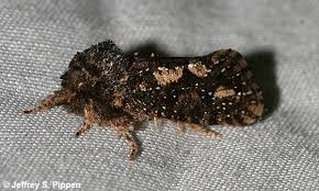 Attēlu rezultāti vaicājumam “Tineidae”