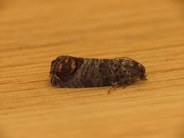 Attēlu rezultāti vaicājumam “Cydia pomonella”