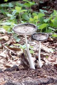 Attēlu rezultāti vaicājumam “Coprinus lagopus”