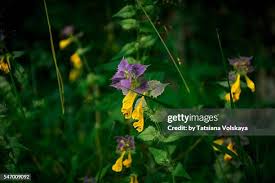 Attēlu rezultāti vaicājumam “Melampyrum sylvaticum flower”