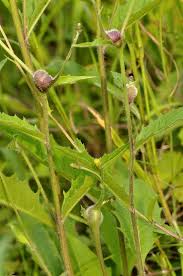 Attēlu rezultāti vaicājumam “Aulacidea hieracii”