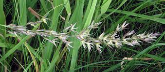 Attēlu rezultāti vaicājumam “Arrhenatherum elatius”