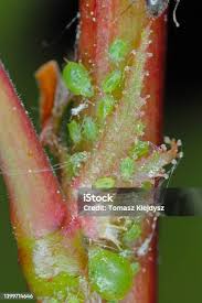 Attēlu rezultāti vaicājumam “Rhopalosiphum oxyacanthae”