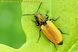 Attēlu rezultāti vaicājumam “Anostirus castaneus”