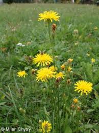 Attēlu rezultāti vaicājumam “Crepis biennis”