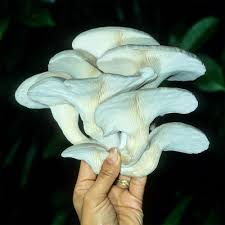 Attēlu rezultāti vaicājumam “Pleurotus ostreatus”