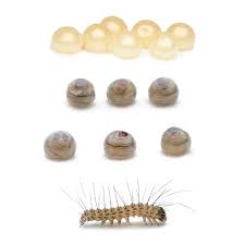 Attēlu rezultāti vaicājumam “Diacrisia sannio male”