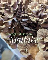 Attēlu rezultāti vaicājumam “Grifola frondosa”