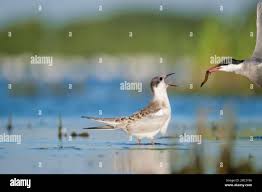 Attēlu rezultāti vaicājumam “Chlidonias hybrida adult”