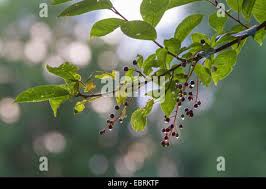 Attēlu rezultāti vaicājumam “Padus avium fruit”