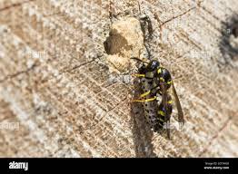 Attēlu rezultāti vaicājumam “Symmorphus sp.”