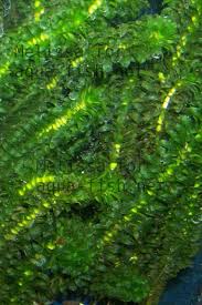 Attēlu rezultāti vaicājumam “Elodea canadensis”