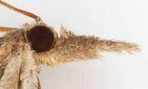 Attēlu rezultāti vaicājumam “Pediasia contaminella”