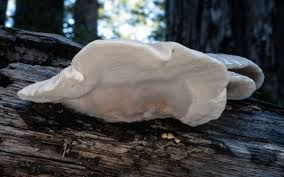 Attēlu rezultāti vaicājumam “Tyromyces chioneus”