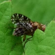 Attēlu rezultāti vaicājumam “Trypetoptera punctulata”