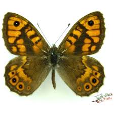 Attēlu rezultāti vaicājumam “Lasiommata megera underside”