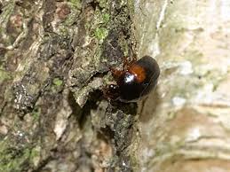 Attēlu rezultāti vaicājumam “Anisotoma humeralis”