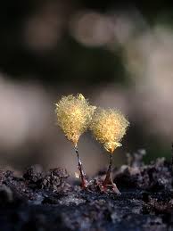 Attēlu rezultāti vaicājumam “Trichia crateriformis”