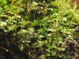 Attēlu rezultāti vaicājumam “Fissidens bryoides”