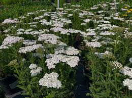 Image result for Achillea millefolium