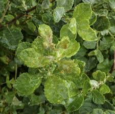 Attēlu rezultāti vaicājumam “Melampsora epitea”