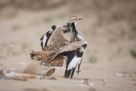 Image result for Chlamydotis macqueenii