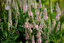 Attēlu rezultāti vaicājumam “Veronica longifolia flower”