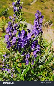 Attēlu rezultāti vaicājumam “Aconitum napellus”