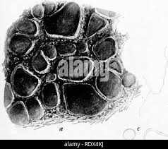 Attēlu rezultāti vaicājumam “Ophiotheca chrysosperma macro”