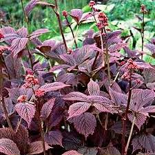 Image result for Rodgersia chocolate wings